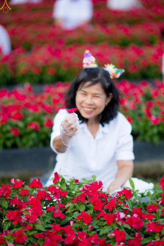 ภาพ No.281017:วันที่ 28 ธันวาคม พ.ศ.2568 กิจกรรมเก็บดอกแพงรวย ณ ทุ่งสวรรค์ตะวันฉาย วัดพระธรรมกาย