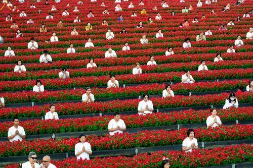 ภาพ No.280897:วันที่ 28 ธันวาคม พ.ศ.2568 กิจกรรมเก็บดอกแพงรวย ณ ทุ่งสวรรค์ตะวันฉาย วัดพระธรรมกาย