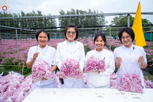 ภาพ No.104077:สาธุชนร่วมรับบุญเก็บดอกเบญจทรัพย์ ในวันอาทิตย์ที่ 24 ธันวาคม พ.ศ. 2566 ณ ทุ่งสวรรค์ตะวันฉาย บริเวณวัดพระธรรมกาย จ.ปทุมธานี