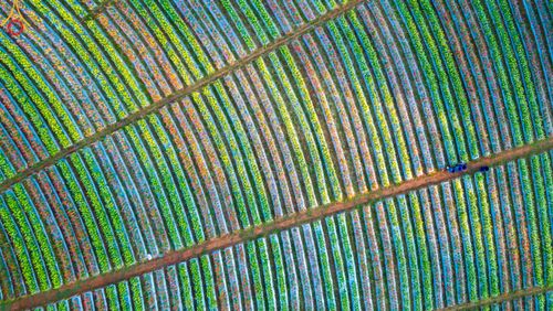 ภาพ No.104286:บรรยากาศ ทุ่งดอกทรัพย์บานชื่น ณ สวนพนาวัฒน์ อ.ฮอด จ.เชียงใหม่ ช่วงระหว่างวันที่ 20 - 25 ธันวาคม พ.ศ. 2566