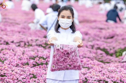 ภาพ No.104072:สาธุชนร่วมรับบุญเก็บดอกเบญจทรัพย์ ในวันอาทิตย์ที่ 24 ธันวาคม พ.ศ. 2566 ณ ทุ่งสวรรค์ตะวันฉาย บริเวณวัดพระธรรมกาย จ.ปทุมธานี