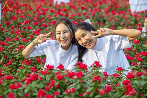 ภาพ No.185522:กิจกรรมเก็บดอกแพงรวย วันอาทิตย์ที่ 22 ธันวาคม พ.ศ. 2567 ณ ทุ่งสวรรค์ ตะวันฉาย วัดพระธรรมกาย