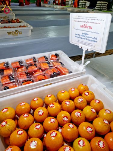 ภาพ No.118099:พิธีถวายภัตตาหารเป็นสังฆทาน แด่คณะพระธรรมยาตรา ปีที่ 12 วันที่ 24 มกราคม พ.ศ. 2567 ณ อนุสรณ์สถานบางนางแท่น จ.นครปฐม