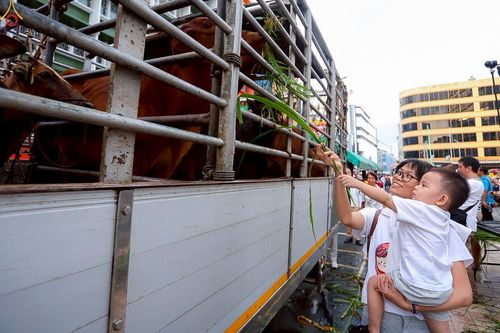 ภาพ No.238228:วันเสาร์ที่ 9 สิงหาคม พ.ศ. 2568 พิธีไถ่ชีวิตโค-โคท้อง 162 ตัว ณ ใจกลางนครหาดใหญ่ จ.สงขลา