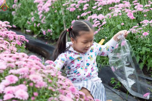 ภาพ No.104061:สาธุชนร่วมรับบุญเก็บดอกเบญจทรัพย์ ในวันอาทิตย์ที่ 24 ธันวาคม พ.ศ. 2566 ณ ทุ่งสวรรค์ตะวันฉาย บริเวณวัดพระธรรมกาย จ.ปทุมธานี