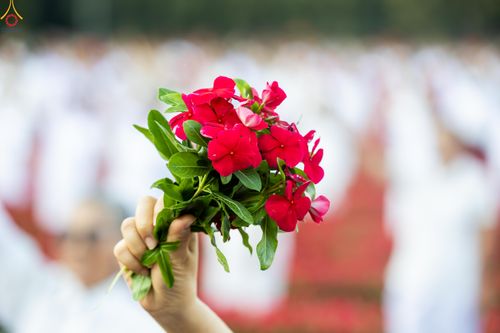 ภาพ No.280972:วันที่ 28 ธันวาคม พ.ศ.2568 กิจกรรมเก็บดอกแพงรวย ณ ทุ่งสวรรค์ตะวันฉาย วัดพระธรรมกาย