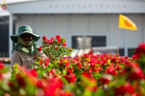 ภาพ No.121054:V.20 เป็นปลื้ม การเตรียมงาน เก็บงาน การรับบุญของเจ้าหน้าที่หน่วยงานต่างๆ เพื่อโครงการธรรมยาตรา กตัญญูบูชา มหาปูชนียาจารย์ พระมงคลเทพมุนี (สด จนฺทสโร) พระผู้ปราบมาร อนุสรณ์สถาน 7 แห่ง ปีที่ 12 ระหว่างวันที่ 2 - 31 มกราคม พ.ศ.2567