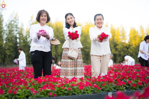 ภาพ No.281033:วันที่ 28 ธันวาคม พ.ศ.2568 กิจกรรมเก็บดอกแพงรวย ณ ทุ่งสวรรค์ตะวันฉาย วัดพระธรรมกาย