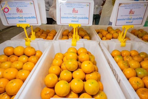 ภาพ No.303576:วันที่ 27 มกราคม พ.ศ. 2569 พิธีถวายภัตตาหารเป็นสังฆทาน แด่พระธรรมยาตรา ณ วัดพระธรรมกาย  จังหวัดปทุมธานี ในโครงการธรรมยาตรา กตัญญูบูชา มหาปูชนียาจารย์ พระมงคลเทพมุนี(สด จนฺทสโร) พระผู้ปราบมาร อนุสรณ์สถาน 7 แห่ง ปีที่ 14