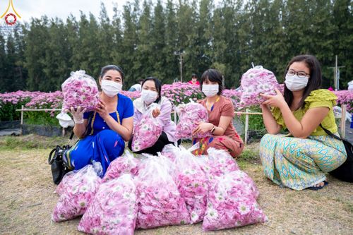 ภาพ No.104074:สาธุชนร่วมรับบุญเก็บดอกเบญจทรัพย์ ในวันอาทิตย์ที่ 24 ธันวาคม พ.ศ. 2566 ณ ทุ่งสวรรค์ตะวันฉาย บริเวณวัดพระธรรมกาย จ.ปทุมธานี