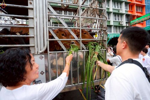 ภาพ No.238227:วันเสาร์ที่ 9 สิงหาคม พ.ศ. 2568 พิธีไถ่ชีวิตโค-โคท้อง 162 ตัว ณ ใจกลางนครหาดใหญ่ จ.สงขลา