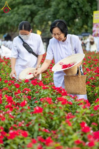 ภาพ No.185505:กิจกรรมเก็บดอกแพงรวย วันอาทิตย์ที่ 22 ธันวาคม พ.ศ. 2567 ณ ทุ่งสวรรค์ ตะวันฉาย วัดพระธรรมกาย