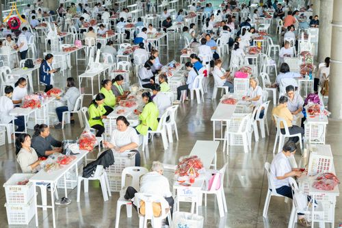 ภาพ No.279468:วันที่ 19-26 ธันวาคม พ.ศ. 2568 และ วันที่ 1 มกราคม พ.ศ.2569 รับบุญปลิดกลีบดอกไม้ เพื่อโปรยต้อนรับพระธรรมยาตรา