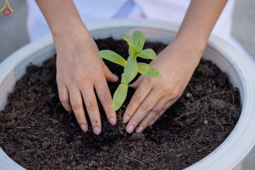 ภาพ No.90208:พิธีปลูกทรัพย์บานชื่น  เนื่องใน 139 ปี วันคล้ายวันเกิดด้วยรูปกายเนื้อ พระมงคลเทพมุนี (สด จนฺทสโร) พระผู้ปราบมาร วันอังคารที่ 10 ตุลาคม พ.ศ. 2566 ณ วัดพระธรรมกาย จ.ปทุมธานี