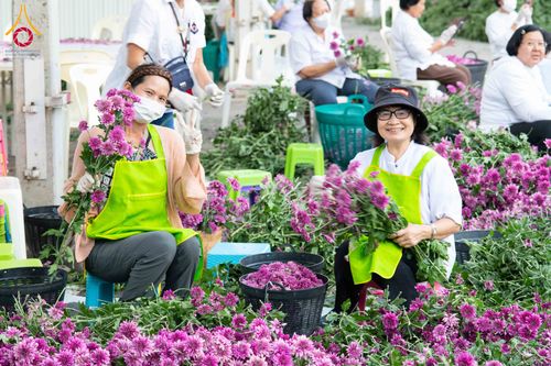 ภาพ No.279413:วันที่ 19-26 ธันวาคม พ.ศ. 2568 และ วันที่ 1 มกราคม พ.ศ.2569 รับบุญปลิดกลีบดอกไม้ เพื่อโปรยต้อนรับพระธรรมยาตรา