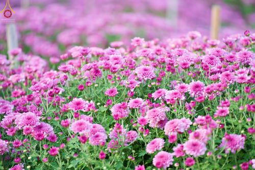 ภาพ No.66627:สาธุชนรับบุญตัดดอกทรัพย์บานชื่น ระหว่างวันที่ 9-10 ธันวาคม พ.ศ. 2565 ณ วัดพระธรรมกาย