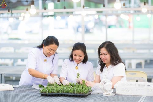 ภาพ No.343982:วันที่ 16 สิงหาคม พ.ศ.2569 การปักชำต้นกล้าเบญจทรัพย์ เพื่อเตรียมดอกไม้บูชาธรรม พระเดชพระคุณหลวงปู่ และโปรยต้อนรับพระธรรมยาตรา ปีที่ 15 ณ โรงเรือนปักชำประตู 8 วัดพระธรรมกาย