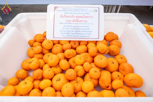 ภาพ No.293573:วันที่ 13 มกราคม พ.ศ. 2569 พิธีถวายภัตตาหารเป็นสังฆทาน แด่พระธรรมยาตรา ณ อนุสรณ์สถานมหาวิหารพระมงคลเทพมุนี (โลตัสแลนด์) อ.สองพี่น้อง จ.สุพรรณบุรี ในโครงการธรรมยาตรา กตัญญูบูชา มหาปูชนียาจารย์ พระมงคลเทพมุนี(สด จนฺทสโร) พระผู้ปราบมาร อนุสรณ์สถาน 7 แห่ง ปี