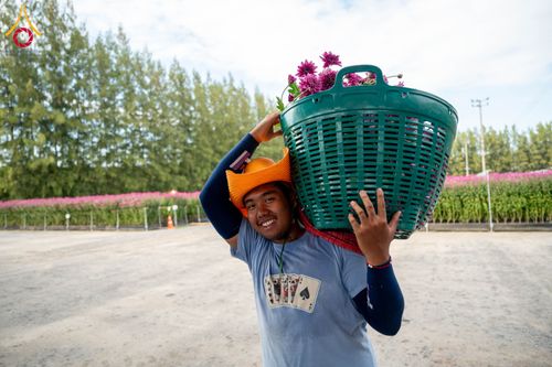 ภาพ No.285346:วันพุธที่ 10 ธันวาคม พ.ศ.2568  การเตรียมความพร้อมในโครงการธรรมยาตรา กตัญญูบูชา มหาปูชนียาจารย์ พระมงคลเทพมุนี(สด จนฺทสโร) พระผู้ปราบมาร อนุสรณ์สถาน 7 แห่ง ปีที่ 14 เก็บดอกเบญจทรัพย์ ณ วัดพระธรรมกาย