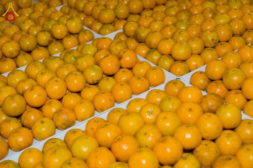 ภาพ No.287351:วันที่ 3 มกราคม พ.ศ.2569 พิธีถวายภัตตาหารเป็นสังฆทาน แด่พระธรรมยาตรา ณ วัดพระธรรมกาย  จังหวัดปทุมธานี ในโครงการธรรมยาตรา กตัญญูบูชา มหาปูชนียาจารย์ พระมงคลเทพมุนี(สด จนฺทสโร) พระผู้ปราบมาร อนุสรณ์สถาน 7 แห่ง ปีที่ 14