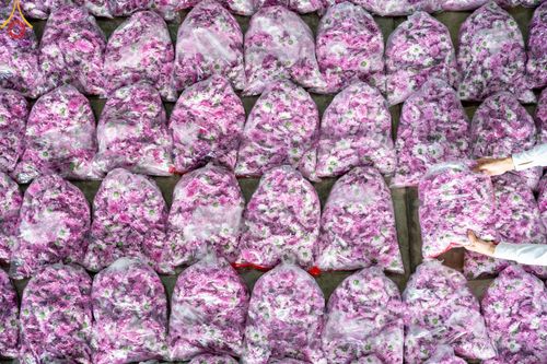 ภาพ No.187243:สาธุชน เจ้าหน้าที่ ร่วมบุญปลิดกลีบดอกไม้ เพื่อโปรยต้อนรับพระธรรมยาตรา ตั้งแต่วันที่ 26 ธันวาคม พ.ศ. 2567 ณ วิหารคด 31 วัดพระธรรมกาย