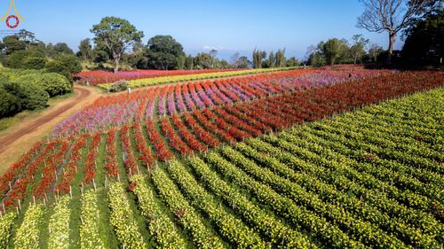 ภาพ No.188284:บรรยากาศ ทุ่งสวรรค์หรรษาพนาวัฒน์ ณ สวนพนาวัฒน์ อ.ฮอด จ.เชียงใหม่ เปิดให้เข้าชมฟรี ระหว่างวันที่ 28 ธันวาคม พ.ศ. 2567 ถึง วันที่ 3 มกราคม พ.ศ. 2568 เวลา 08.00-17.00 น.