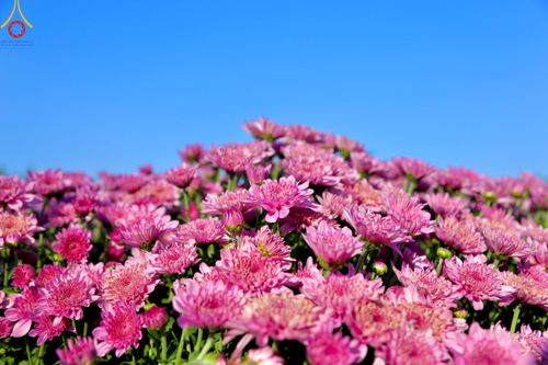 ภาพ No.103983:สาธุชนร่วมรับบุญเก็บดอกเบญจทรัพย์ ในวันอาทิตย์ที่ 24 ธันวาคม พ.ศ. 2566 ณ ทุ่งสวรรค์ตะวันฉาย บริเวณวัดพระธรรมกาย จ.ปทุมธานี