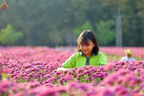 ภาพ No.102888:สาธุชนร่วมรับบุญเก็บดอกเบญจทรัพย์ ในวันที่ 19 ธันวาคม พ.ศ. 2566 (วันแรก) ณ บริเวณวัดพระธรรมกาย จ.ปทุมธานี