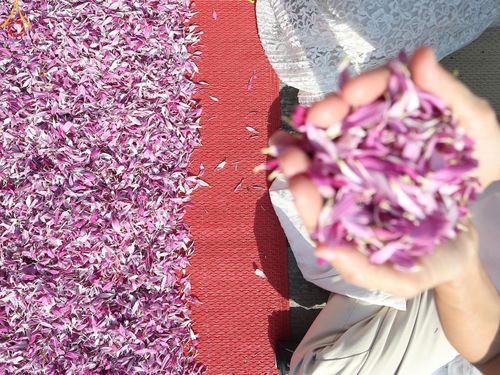 ภาพ No.195437:พิธีต้อนรับพระธรรมยาตรา ณ อนุสรณ์สถานลำดับที่ 4 สถานที่เกิดด้วยกายธรรม วัดโบสถ์(บน) ต.บางคูเวียง จ.นนทบุรี ในโครงการธรรมยาตรา กตัญญูบูชา มหาปูชนียาจารย์ พระมงคลเทพมุนี(สด จนฺทสโร) พระผู้ปราบมาร อนุสรณ์สถาน 7 แห่ง ปีที่ 13 วันที่ 15 มกราคม พ.ศ. 2568