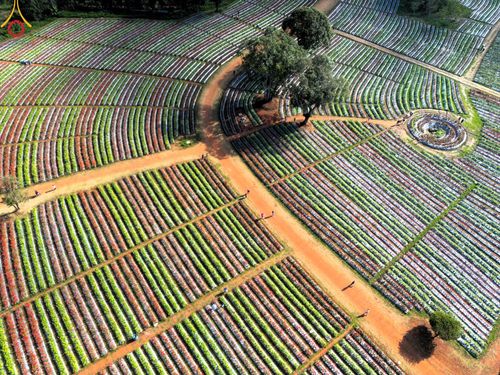 ภาพ No.104300:บรรยากาศ ทุ่งดอกทรัพย์บานชื่น ณ สวนพนาวัฒน์ อ.ฮอด จ.เชียงใหม่ ช่วงระหว่างวันที่ 20 - 25 ธันวาคม พ.ศ. 2566