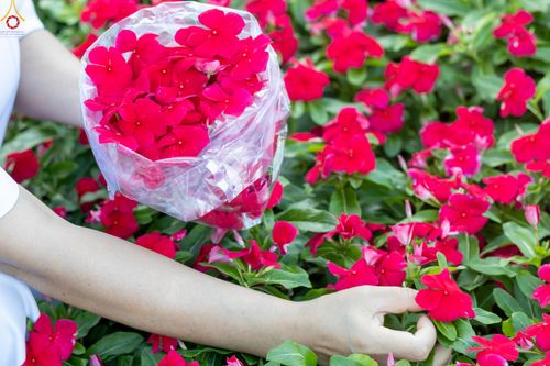 ภาพ No.280982:วันที่ 28 ธันวาคม พ.ศ.2568 กิจกรรมเก็บดอกแพงรวย ณ ทุ่งสวรรค์ตะวันฉาย วัดพระธรรมกาย