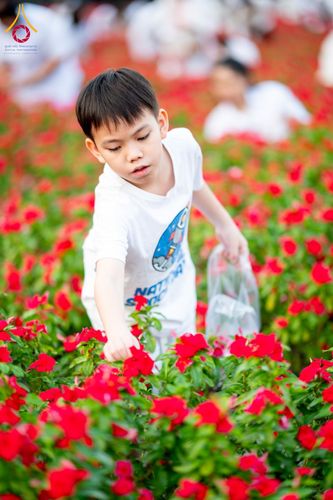 ภาพ No.185515:กิจกรรมเก็บดอกแพงรวย วันอาทิตย์ที่ 22 ธันวาคม พ.ศ. 2567 ณ ทุ่งสวรรค์ ตะวันฉาย วัดพระธรรมกาย