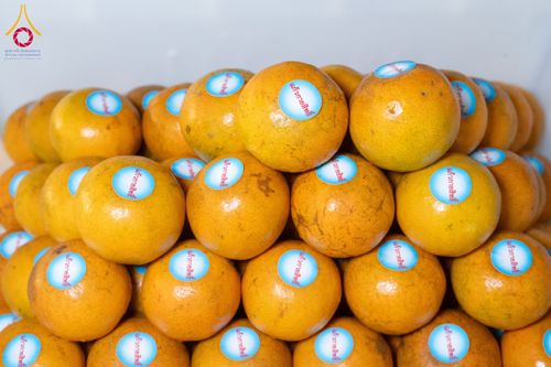 ภาพ No.192588:พิธีถวายภัตตาหารเป็นสังฆทาน แด่พระธรรมยาตรา ณ อนุสรณ์สถานคลองบางนางแท่น อ.สามพราน จ.นครปฐม ในโครงการธรรมยาตรา กตัญญูบูชา มหาปูชนียาจารย์ พระมงคลเทพมุนี(สด จนฺทสโร) พระผู้ปราบมาร อนุสรณ์สถาน 7 แห่ง ปีที่ 13 วันที่ 10 มกราคม พ.ศ. 2568