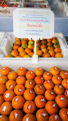 ภาพ No.74447:พิธีถวายภัตตาหารเป็นสังฆทาน แด่คณะพระธรรมยาตราฯ ในโครงการธรรมยาตรากตัญญูบูชา มหาปูชนียาจารย์ พระมงคลเทพมุนี(สด จนฺทสโร) พระผู้ปราบมาร อนุสรณ์สถาน 7 แห่ง ปีที่ 11 วันที่ 26 มกราคม พ.ศ. 2566