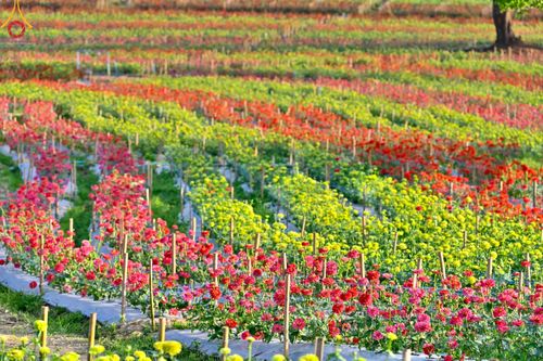 ภาพ No.104332:บรรยากาศ ทุ่งดอกทรัพย์บานชื่น ณ สวนพนาวัฒน์ อ.ฮอด จ.เชียงใหม่ ช่วงระหว่างวันที่ 20 - 25 ธันวาคม พ.ศ. 2566