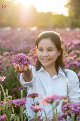 ภาพ No.102920:สาธุชนร่วมรับบุญเก็บดอกเบญจทรัพย์ ในวันที่ 19 ธันวาคม พ.ศ. 2566 (วันแรก) ณ บริเวณวัดพระธรรมกาย จ.ปทุมธานี