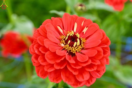 ภาพ No.188316:บรรยากาศ ทุ่งสวรรค์หรรษาพนาวัฒน์ ณ สวนพนาวัฒน์ อ.ฮอด จ.เชียงใหม่ เปิดให้เข้าชมฟรี ระหว่างวันที่ 28 ธันวาคม พ.ศ. 2567 ถึง วันที่ 3 มกราคม พ.ศ. 2568 เวลา 08.00-17.00 น.