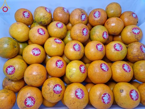 ภาพ No.111041:พิธีถวายภัตตาหารเป็นสังฆทาน แด่คณะพระธรรมยาตราฯ ในโครงการธรรมยาตรา กตัญญูบูชา มหาปูชนียาจารย์ พระมงคลเทพมุนี(สด จนฺทสโร) พระผู้ปราบมาร อนุสรณ์สถาน 7 แห่ง ปีที่ 12 วันที่ 13 มกราคม พ.ศ. 2567 ณ อนุสรณ์สถานมหาวิหารพระมงคลเทพมุนี  (โลตัสแลนด์) อ.สองพี่น้อง จ