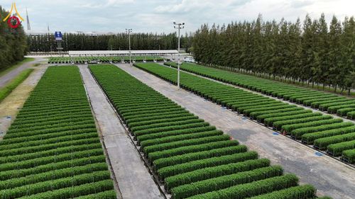 ภาพ No.271957:วันที่ 22 พฤศจิกายน พ.ศ. 2568 ผู้ว่าฯ ปทุมธานี ลงพื้นที่เยี่ยม “อำเภอคลองหลวง” พร้อมชมการเตรียมความพร้อมเทศกาลสวนดอกไม้ปทุมธานี “ทุ่งสวรรค์ ตะวันฉาย” ณ วัดพระธรรมกาย