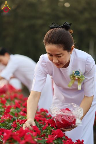 ภาพ No.185502:กิจกรรมเก็บดอกแพงรวย วันอาทิตย์ที่ 22 ธันวาคม พ.ศ. 2567 ณ ทุ่งสวรรค์ ตะวันฉาย วัดพระธรรมกาย