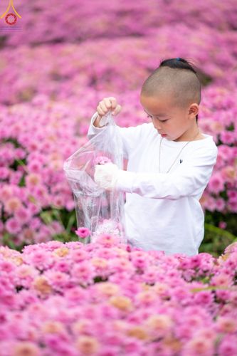 ภาพ No.104052:สาธุชนร่วมรับบุญเก็บดอกเบญจทรัพย์ ในวันอาทิตย์ที่ 24 ธันวาคม พ.ศ. 2566 ณ ทุ่งสวรรค์ตะวันฉาย บริเวณวัดพระธรรมกาย จ.ปทุมธานี