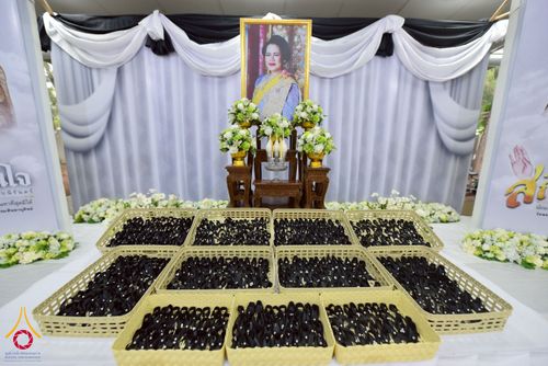 ภาพ No.267683:วันที่ 7 พฤศจิกายน พ.ศ. 2568 พสกนิกรอำเภอคลองหลวง รวมใจบำเพ็ญกุศลปัณรสมวาร (15 วัน) อุทิศถวายเป็นพระราชกุศลแด่ “สมเด็จพระพันปีหลวง” ณ วัดพระธรรมกาย