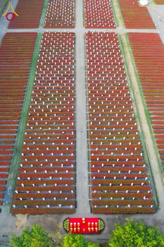 ภาพ No.185427:กิจกรรมเก็บดอกแพงรวย วันอาทิตย์ที่ 22 ธันวาคม พ.ศ. 2567 ณ ทุ่งสวรรค์ ตะวันฉาย วัดพระธรรมกาย