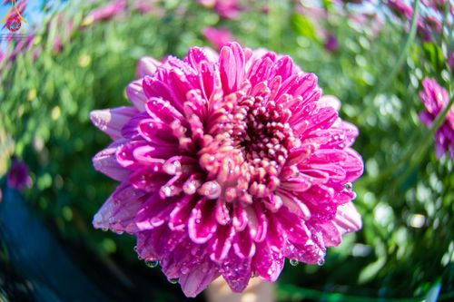 ภาพ No.103977:สาธุชนร่วมรับบุญเก็บดอกเบญจทรัพย์ ในวันอาทิตย์ที่ 24 ธันวาคม พ.ศ. 2566 ณ ทุ่งสวรรค์ตะวันฉาย บริเวณวัดพระธรรมกาย จ.ปทุมธานี