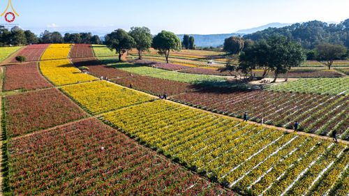 ภาพ No.188278:บรรยากาศ ทุ่งสวรรค์หรรษาพนาวัฒน์ ณ สวนพนาวัฒน์ อ.ฮอด จ.เชียงใหม่ เปิดให้เข้าชมฟรี ระหว่างวันที่ 28 ธันวาคม พ.ศ. 2567 ถึง วันที่ 3 มกราคม พ.ศ. 2568 เวลา 08.00-17.00 น.