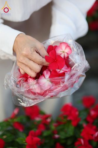 ภาพ No.185500:กิจกรรมเก็บดอกแพงรวย วันอาทิตย์ที่ 22 ธันวาคม พ.ศ. 2567 ณ ทุ่งสวรรค์ ตะวันฉาย วัดพระธรรมกาย