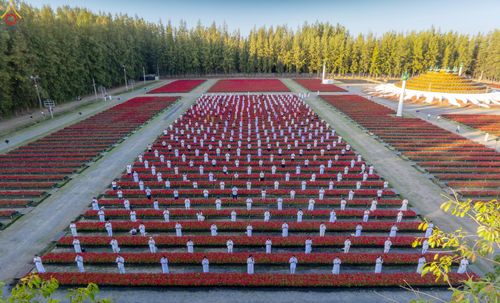 ภาพ No.280920:วันที่ 28 ธันวาคม พ.ศ.2568 กิจกรรมเก็บดอกแพงรวย ณ ทุ่งสวรรค์ตะวันฉาย วัดพระธรรมกาย