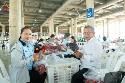 ภาพ No.279456:วันที่ 19-26 ธันวาคม พ.ศ. 2568 และ วันที่ 1 มกราคม พ.ศ.2569 รับบุญปลิดกลีบดอกไม้ เพื่อโปรยต้อนรับพระธรรมยาตรา