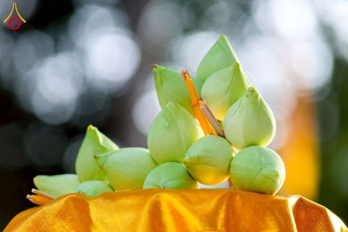 ภาพ No.244632:วันเสาร์ที่ 6 กันยายน พ.ศ. 2568 พิธีเวียนประทักษิณ และวันทาสีมาของนาคธรรมทายาท โครงการอุปสมบทหมู่บูชาธรรมครบรอบ 108 ปี วันครูผู้ค้นพบวิชชาธรรมกาย ณ โบสถ์พระไตรปิฎก วัดพระธรรมกาย