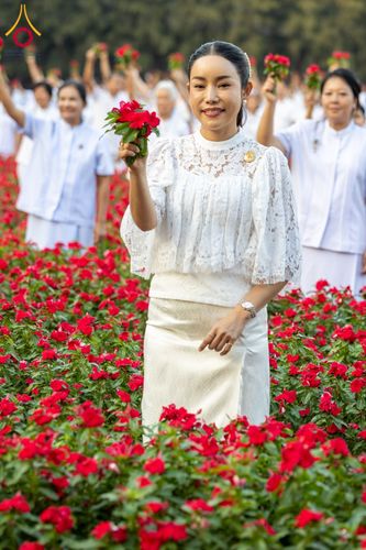 ภาพ No.185486:กิจกรรมเก็บดอกแพงรวย วันอาทิตย์ที่ 22 ธันวาคม พ.ศ. 2567 ณ ทุ่งสวรรค์ ตะวันฉาย วัดพระธรรมกาย